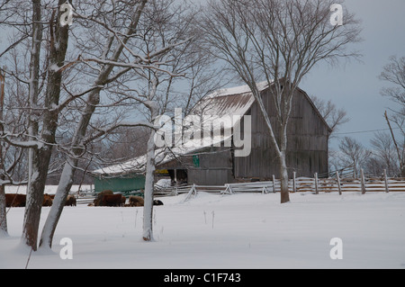 Eine Scheune auf Manitoulin Island, Ontario, Kanada Stockfoto