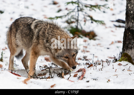 Kojote (Canis Latrans) auf Nahrungssuche für Elch (Alces Alces) Knochen im Chugach State Park in Yunan Alaska im frühen Winter Rippe. Stockfoto