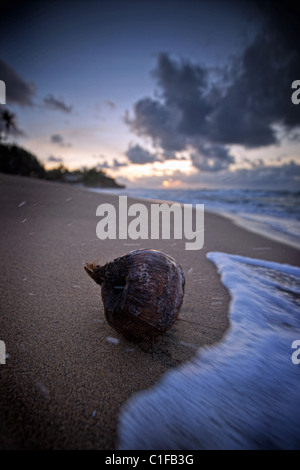 eine Kokosnuss in der Brandung am Strand in der Nähe von Rincon, Puerto rico Stockfoto