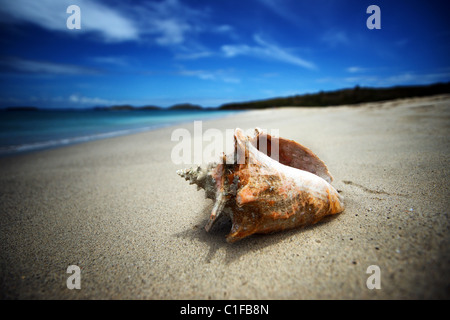 eine Muschel auf Playa Brava, Culebra, Puerto rico Stockfoto