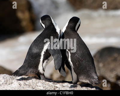 Paar der afrikanischen (oder Jackass Pinguine) am Boulders Beach, Simons Town, Südafrika Stockfoto