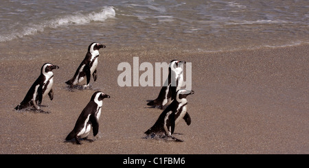 Gruppe der afrikanischen (oder Esel) Pinguine am Boulders Beach in Simons Town, auf der Kap-Halbinsel zu Fuß Stockfoto