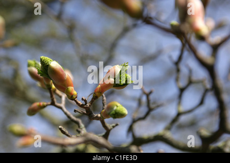 Detail der Knospen auf einem Rosskastanie Baum im Frühling. Stockfoto