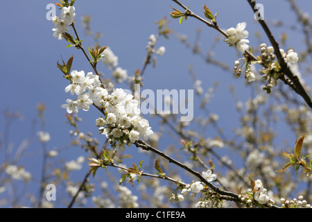 Nahaufnahme des Zweiges mit Weißdorn-Blüten. Stockfoto