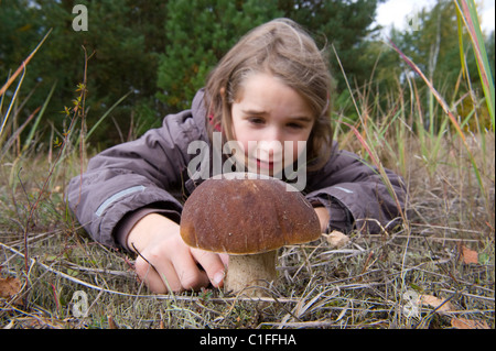 Steinpilze Pilze Stockfoto