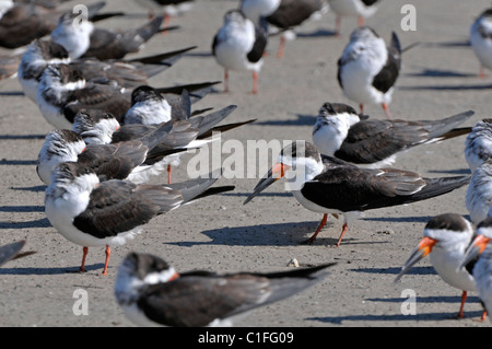 Schwarz-Skimmer: Rynchops Niger. Gruppe am Strand. Honeymoon Island, Florida, USA Stockfoto