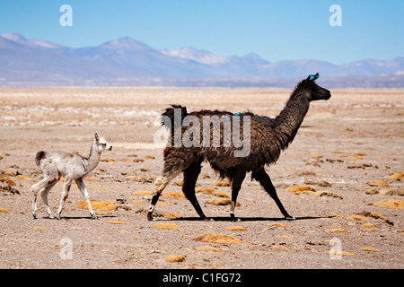 Lamas in Landschaft, Bolivien, Südamerika Stockfoto