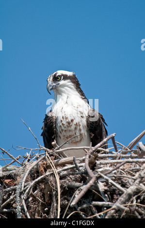 Fischadler: Pandion Haliaetus. Honeymoon Island, Florida, USA. Auf nest Stockfoto