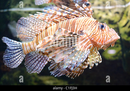 Ein Löwe Fische schwimmen entlang. Stockfoto