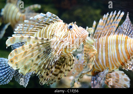 Ein Löwe Fische schwimmen entlang. Stockfoto