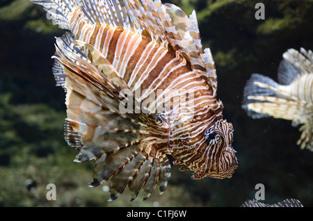 Ein Löwe Fische schwimmen entlang. Stockfoto