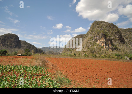 Felder und Mogote in Vinales, Kuba Stockfoto