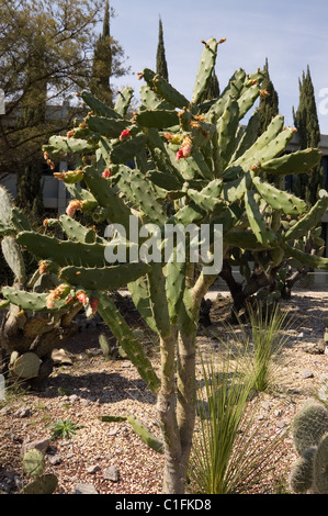 Cochenille Kaktus (Opuntia Cochenillifera) mit Blumen Stockfoto