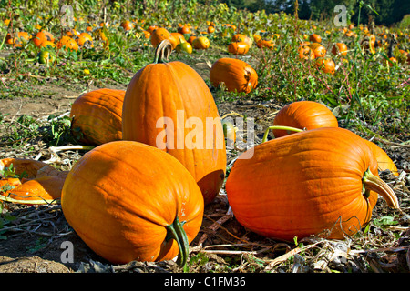 Pumpkin Patch am Oregon Ackerland im Herbst-Saison 2 Stockfoto