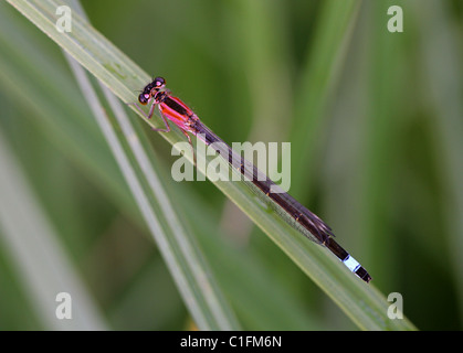 Weibliche blau-tailed Damselfly, Ischnura Elegans, Coenagrionidae, Odonata. Saniert-Form. Stockfoto