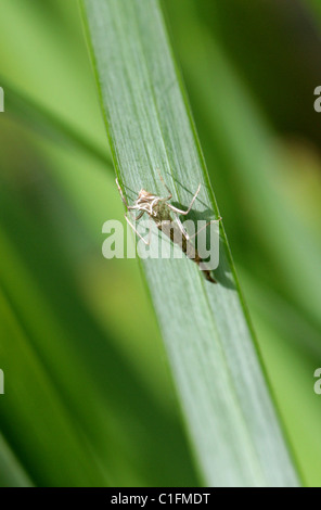 Das leere Nymphe Gehäuse von einem neu entstanden gemeinsame Blue Damselfly, Enallagma Cyathigerum, Odonata. Stockfoto