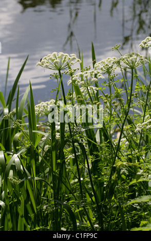 Hemlock Wasser asiatische, Oenanthe Crocata, Apiaceae. Eine britische wilde Blume. Stockfoto
