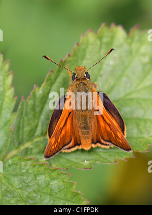 Großen Skipper Butterfly (männlich), Ochlodes Sylvanus, Hesperiidae Stockfoto