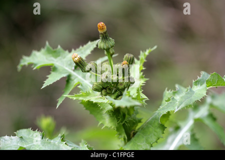 Stachelige Sow Thistle, Sonchus Asper, Asteraceae Stockfoto