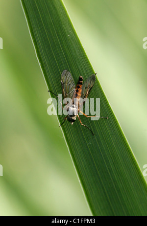 Downlooker Snipe fliegen, Rhagio Scolopaceus, Rhagionidae, Diptera. Männlich. Stockfoto