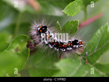 Larve der Motte gelb-Tail, Euproctis Similis (SY Sphrageidus Similis), Lymantriidae, Noctuoidea, Lepidoptera. Stockfoto