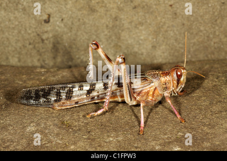 Desert Locust - Schistocerca gregaria Stockfoto