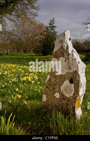 Wilde Narzissen Narcissus Pseudonarcissus im alten Kirchhof, mit Flechten bedeckten Grabstein, an Holwell, North Dorset. Stockfoto