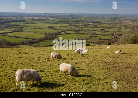 Blick nach Westen über die Blackmore Vale von Ibberton Hill, mit Schafbeweidung im Vordergrund, Dorset. Stockfoto