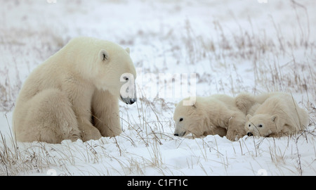 Polar Bärin mit zwei kleinen Bärenjungen. Stockfoto