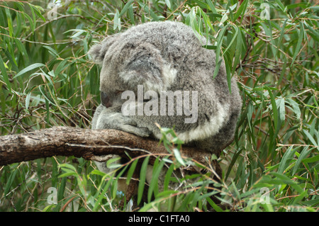 Koala (Phascolarctos cinereus) Schlafen in einem Eukalyptusbaum, Western Australia. Stockfoto