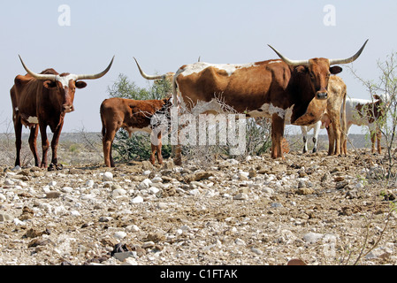 Longhorn-Rinder auf einer West Texas Ranch. Stockfoto