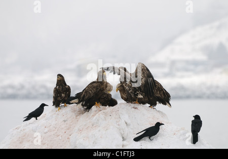 White-tailed Eagles und Dschungel Krähen auf einem Schneehaufen ernähren sich von Fisch in der Stadt Rausu, Hokkaido, Japan Stockfoto