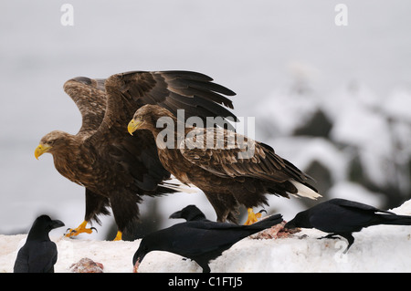 White-tailed Eagles und Dschungel Krähen auf einem Schneehaufen ernähren sich von Fisch in der Stadt Rausu, Hokkaido, Japan Stockfoto