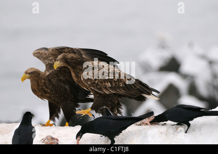 White-tailed Eagles und Dschungel Krähen auf einem Schneehaufen ernähren sich von Fisch in der Stadt Rausu, Hokkaido, Japan Stockfoto