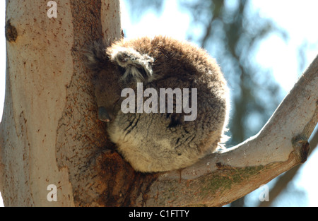 Ein Koala (Phascolarctos cinereus) Schlafen in einem Baum, Western Australia. Stockfoto