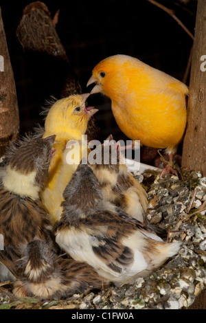 Kanarienvogel (Serinus Canaria). Fast flügge Küken (14 Tage alt) in ein künstliches Nest schwenken in einer Voliere. Stockfoto