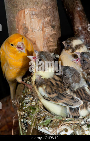 Kanarische Nestlinge (Serin Canaria). 15 Tage alten Küken, noch im Nest. Die Eltern füttern. Voliere Vögel. Stockfoto