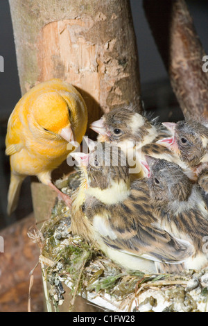 Kanarische Nestlinge (Serin Canaria). 15 Tage alten Küken, noch im Nest. Die Eltern füttern. Voliere Vögel. Stockfoto