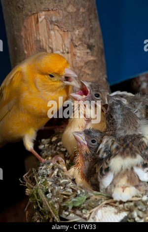 Kanarienvogel (Serinus Canaria), 15 Tage alte Küken, noch im Nest füttern. Voliere Vögel. Stockfoto