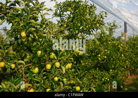 Unreife Äpfel auf Spalier Bäume von einem Apple Plantage unter Hagel Schutz Netting, Schweiz Stockfoto