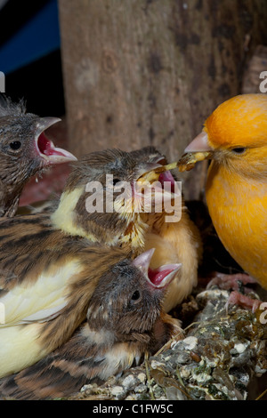 Kanarienvogel (Serinus Canaria), 15 Tage alte Küken, noch im Nest füttern. Voliere Vögel. Stockfoto