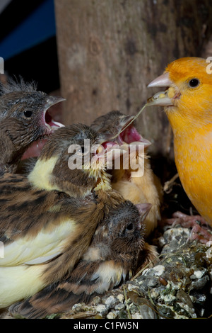 Kanarienvogel (Serinus Canaria), 15 Tage alte Küken, noch im Nest füttern. Voliere Vögel. Stockfoto