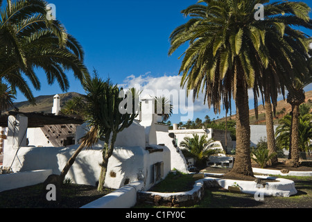 Palmen in Haria im "Tal der 1000-Palmen" in den bergigen Norden der Insel; Haria, Lanzarote, Kanarische Inseln Stockfoto