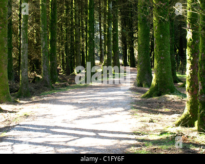 Verfolgen Sie durch die Bäume, UK Stockfoto