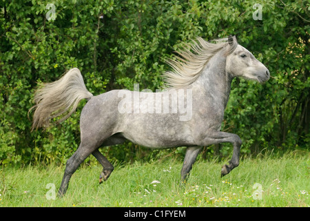 2 Jahre junges Connemara Pony Trab im Feld Stockfoto