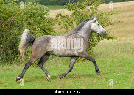 Connemara Pony traben im Feld Stockfoto