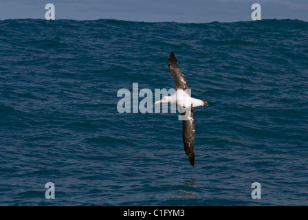 Gibsons wandernder Albatross (Diomedea exulans gibsoni) Kaikoura, Neuseeland Stockfoto