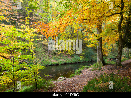 Fluß Teign und herbstlichen Wald Wanderweg in der Nähe von Fingle Bridge, Dartmoor National Park, Devon, England. Stockfoto