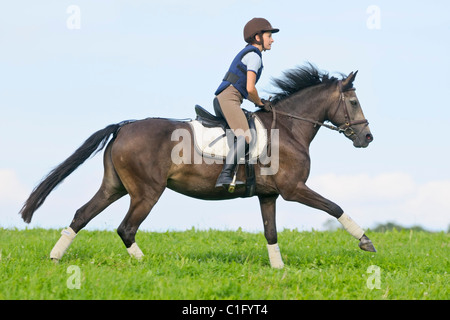 Junge Reiter trägt einen Helm und einen Körperschutz im Galopp auf Rückseite Connemara pony Stockfoto