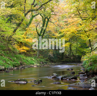 Wunderschöne Herbstfarben säumen das Ufer des Flusses Teign bei Fingle Bridge, Dartmoor National Park, Devon, England. Stockfoto